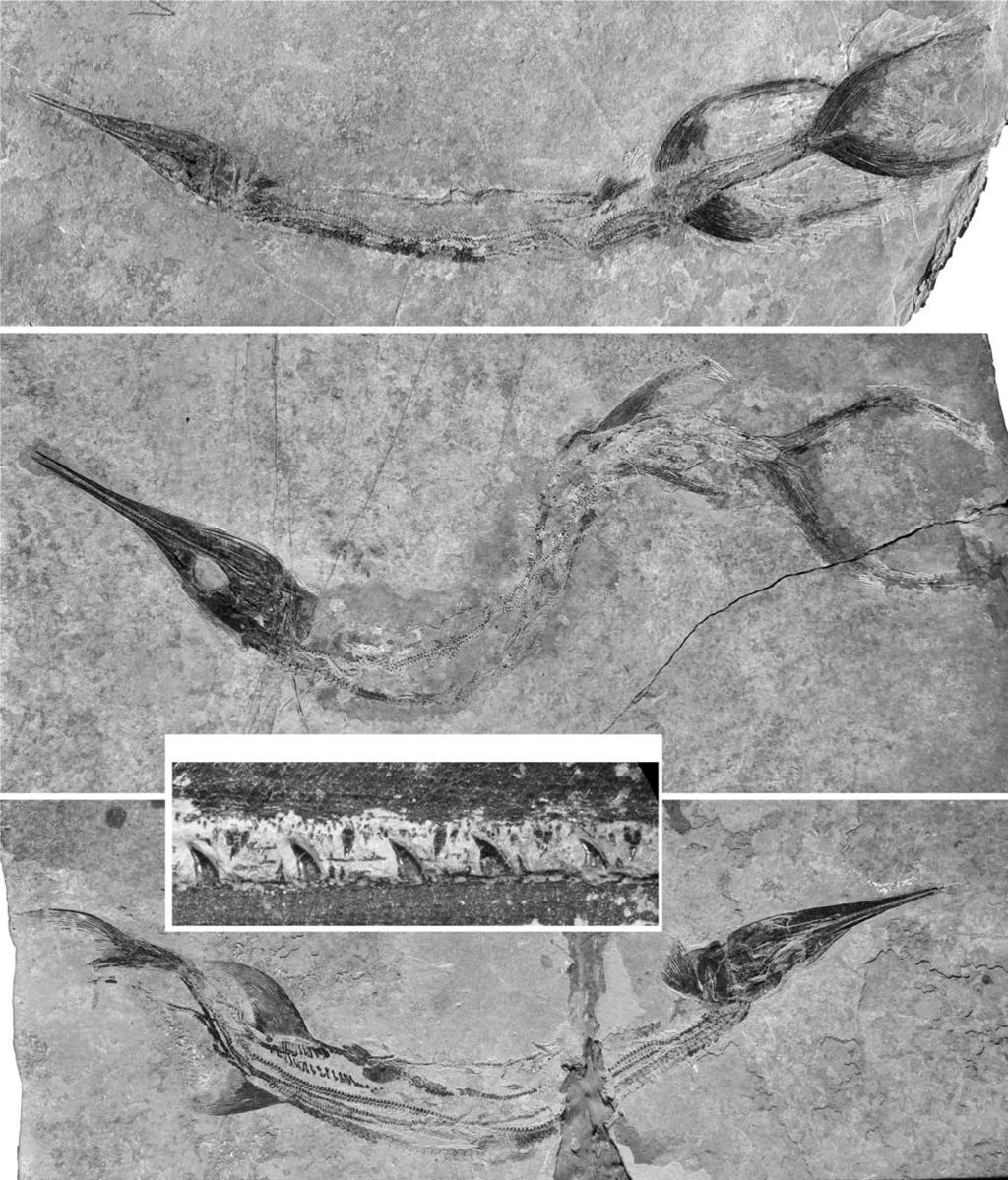 596 ACTA PALAEONTOLOGICA POLONICA 56 (3), 2011 Fig. 10. Photographs of saurichthyid fish Sinosaurichthys longimedialis gen. et sp. nov. from Middle Triassic of Dawazi Section, Luoping, Yunnan, China.