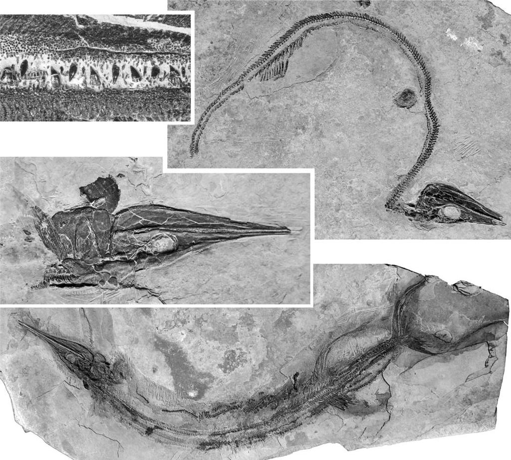 WU ET AL. MIDDLE TRIASSIC SAURICHTHYID FISHES FROM CHINA 597 Fig. 11. Photographs of saurichthyid fish Sinosaurichthys longimedialis gen. et sp. nov.