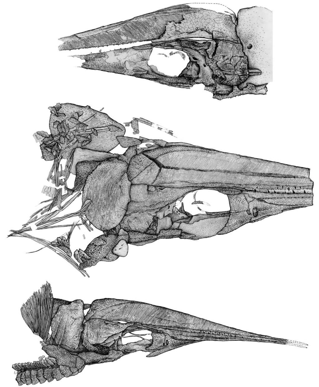 598 ACTA PALAEONTOLOGICA POLONICA 56 (3), 2011 Fig. 12. Line drawings of skulls of Sinosaurichthys longimedialis gen. et sp. nov.