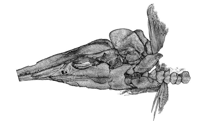 WU ET AL. MIDDLE TRIASSIC SAURICHTHYID FISHES FROM CHINA 599 Fig. 13. Line drawings of skull of saurichthyid fish Sinosaurichthys longimedialis gen. et sp. nov.