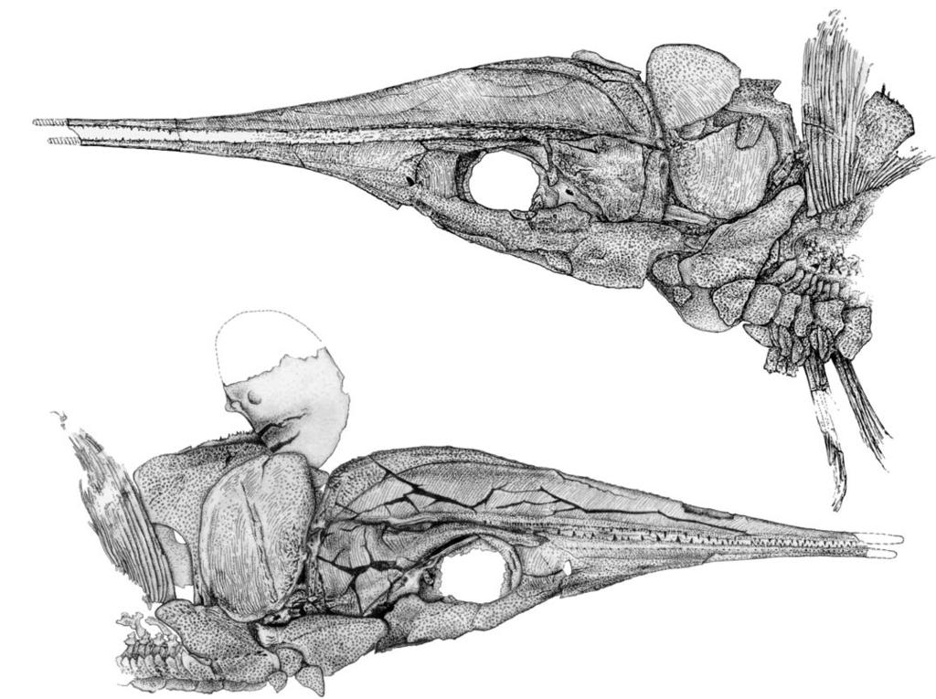 600 ACTA PALAEONTOLOGICA POLONICA 56 (3), 2011 Fig. 14. Line drawings of saurichthyid fish Sinosaurichthys longimedialis gen. et sp. nov.