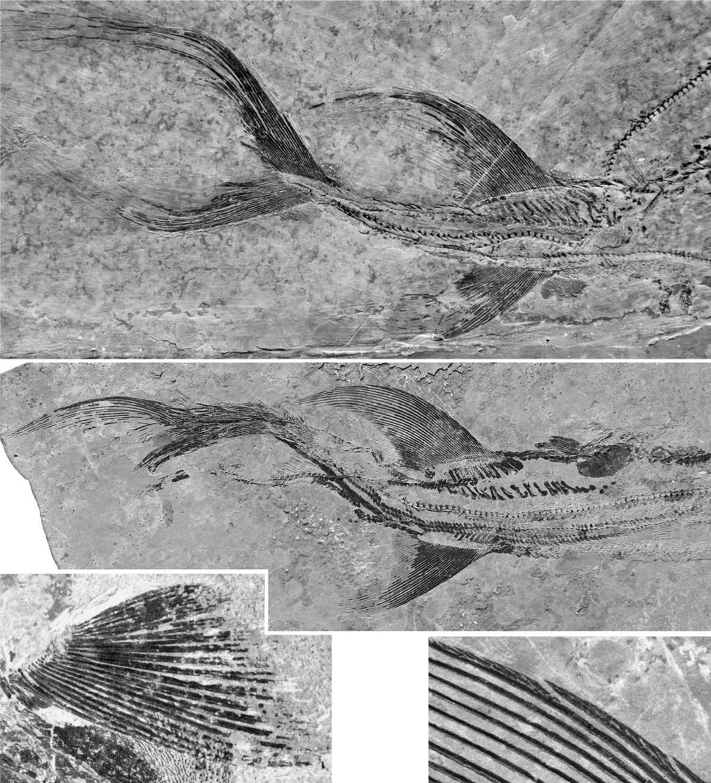 WU ET AL. MIDDLE TRIASSIC SAURICHTHYID FISHES FROM CHINA 601 Fig. 15. Photographs of saurichthyid fish Sinosaurichthys longimedialis gen. et sp. nov.