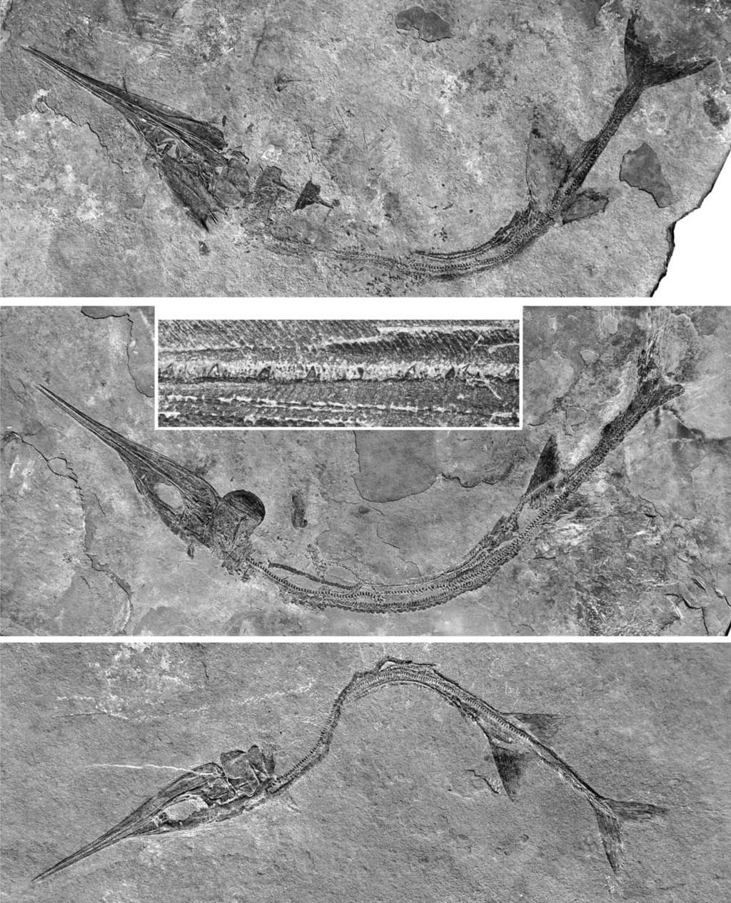 WU ET AL. MIDDLE TRIASSIC SAURICHTHYID FISHES FROM CHINA 605 Fig. 17. Photographs of saurichthyid fish Sinosaurichthys minuta gen. et sp. nov.