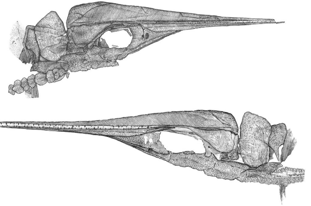 606 ACTA PALAEONTOLOGICA POLONICA 56 (3), 2011 Fig. 18. Line drawings of saurichthyid fish Sinosaurichthys minuta gen. et sp. nov. from Middle Triassic of Dawazi Section, Luoping, Yunnan, China. A. Skull of the holotype GMPKU P1955.