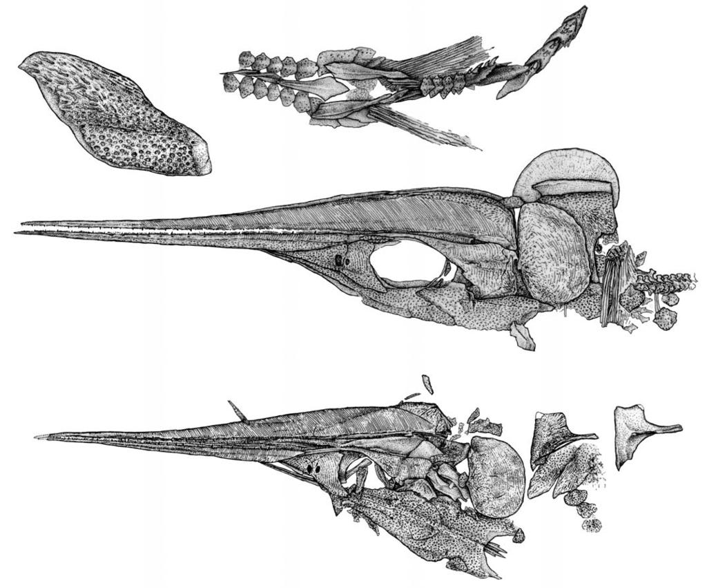 WU ET AL. MIDDLE TRIASSIC SAURICHTHYID FISHES FROM CHINA 607 Fig. 19. Line drawings of saurichthyid fish Sinosaurichthys minuta gen. et sp. nov.