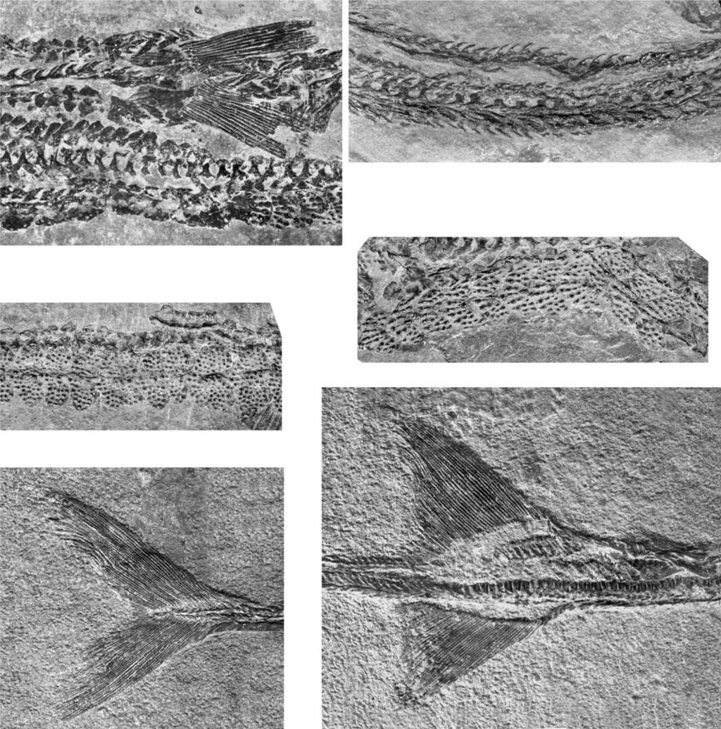 WU ET AL. MIDDLE TRIASSIC SAURICHTHYID FISHES FROM CHINA 609 Fig. 20. Saurichthyid fish Sinosaurichthys minuta gen. et sp. nov. from Middle Triassic of Dawazi Section, Luoping, Yunnan, China.