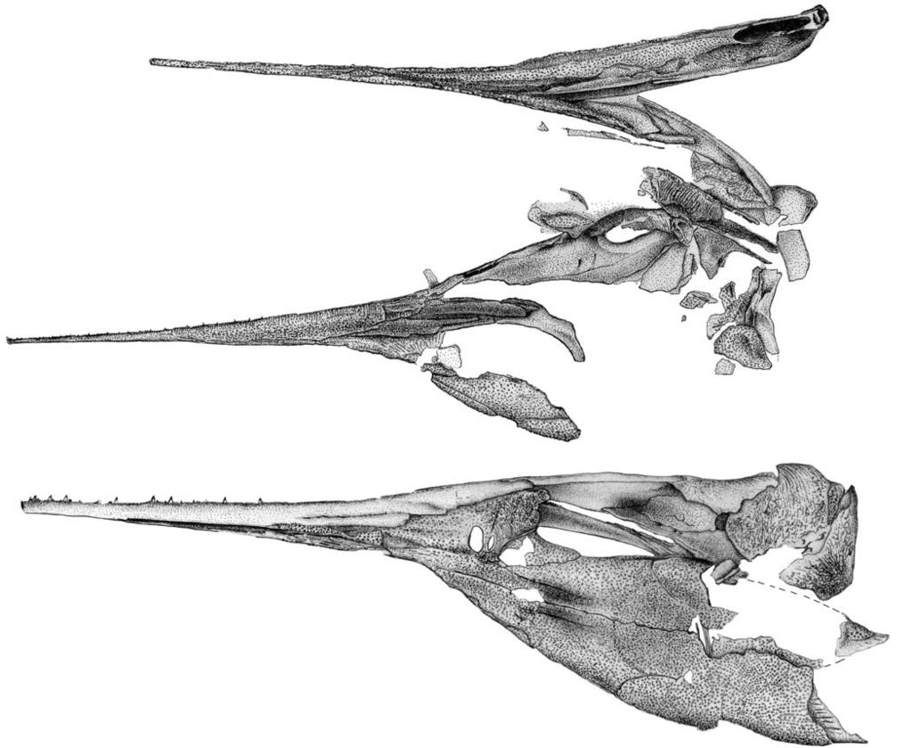 WU ET AL. MIDDLE TRIASSIC SAURICHTHYID FISHES FROM CHINA 589 Fig. 5. Line drawings of saurichthyid fish Sinosaurichthys longipectoralis gen. et sp. nov.