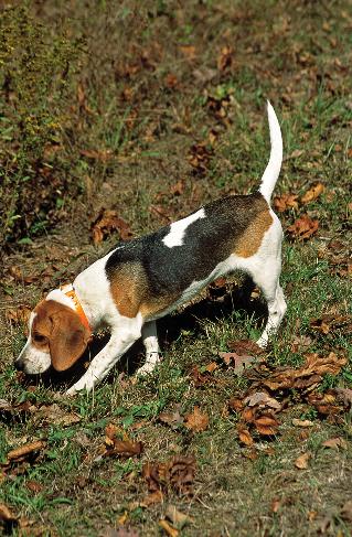 12 Part I The World of the Beagle First and foremost, a Beagle is a scenthound who hunts with his nose.