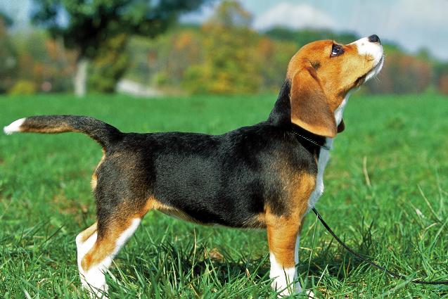 14 Part I The World of the Beagle Two Sizes Fit All The AKC breed standard divides Beagles into two varieties based on size: under thirteen inches in height when measured at the withers (the top of