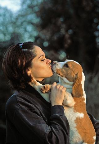 Chapter 1 What Is a Beagle? 17 tend to get ear infections. Keep the ears clean and dry and your dog shouldn t have any problems. Coat and Colors The Beagle has a medium-length double coat.