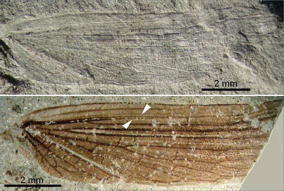 Permian and Triassic ancestors of webspinners 189 Family Alexarasniidae Gorochov, 2011 REVISED DIAGNOSIS. Small insects (body structure unknown) with elongate homonomous wings.