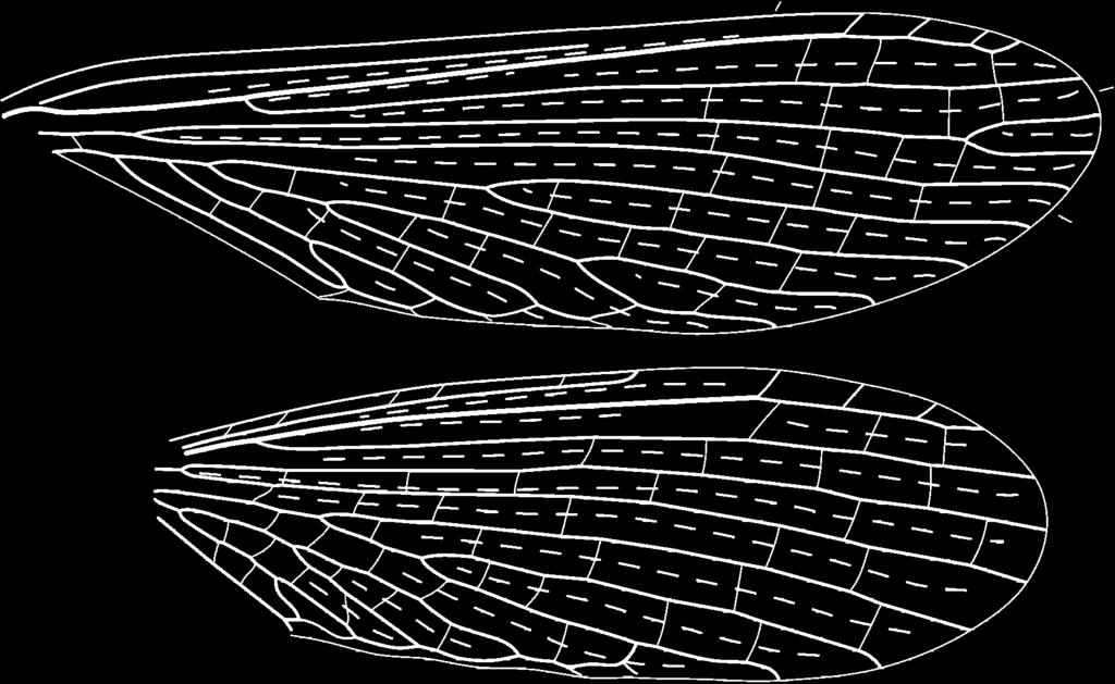 , Babiy Kamen, uppermost Permian (or lowermost Triassic): 4 5, 7 holotype forewing PIN 4887/ 380: 4 negative impression (mirror image, composed of four SEM micrographs, apex from positive