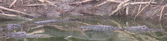 They capture the public s attention and also play central roles in three aspects of Everglades ecology: 1) Alligators and crocodiles are critical in the food web as top predators, influencing