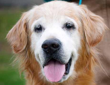 Golden Angel - Seavers by Rina Madarong Seavers, named after baseball great Tom Seaver, is an 11.5-year-old pure-bred Golden Retriever.
