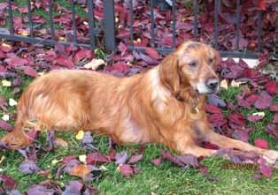 In Memory IN MEMORY OF LOUIE, by Pat Rogers Louie was the GRRR Wonder Dog of Russ and Cathy Jones. And, talk about a perfect match between them and his Golden brother Brock.