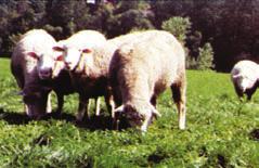 SHEEP ARE NATURE S ENVIRONMENTAL GIFT Sheep are earthfriendly animals, no matter where they graze.they are efficient converters of renewable forage to high-quality food and fiber.