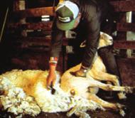 when held correctly for shearing, most sheep do not struggle and can be easily held and turned for their haircut. In some climates, sheep need shelter after being shorn.