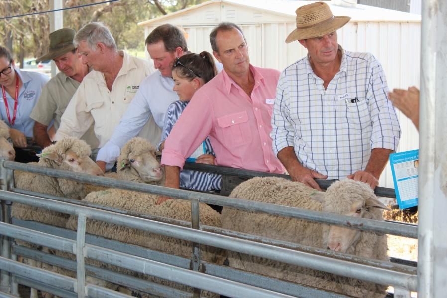 AWI - COMMITTED TO ANIMAL WELFARE AWI is the research, development & marketing (RD&M) organisation for the Australian wool industry Flystrike prevention is AWI s