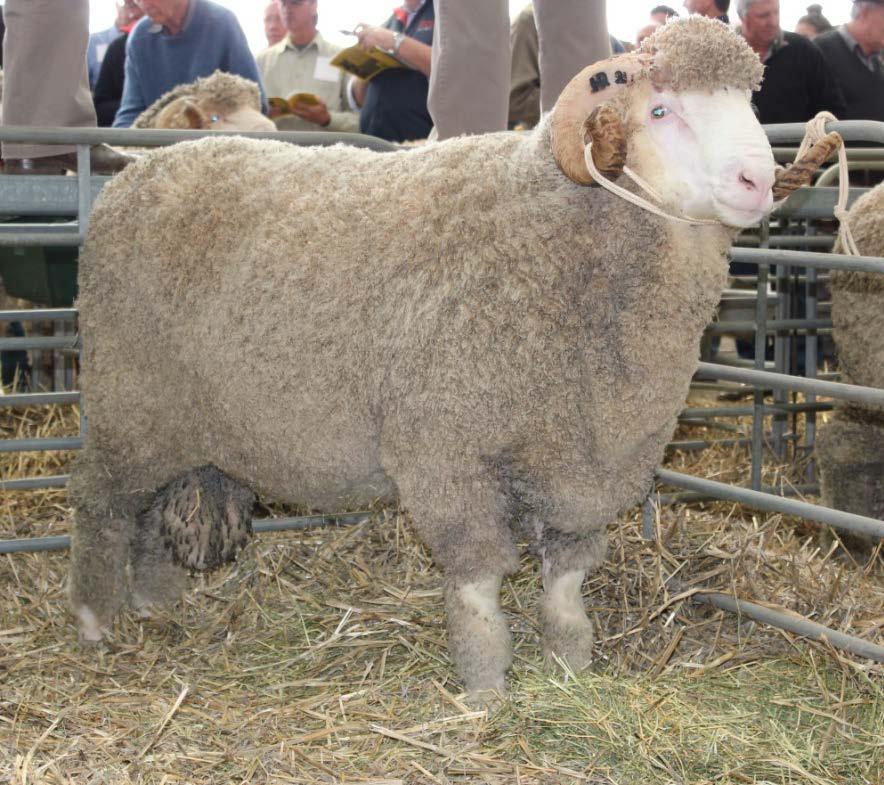 1) BREEDING BREECH WRINKLE TARGET ASBVs The Wrinkle Breeding Value required to produce sheep with a natural low risk of strike and low reliance on chemical (all progeny breech wrinkle 2 Score or