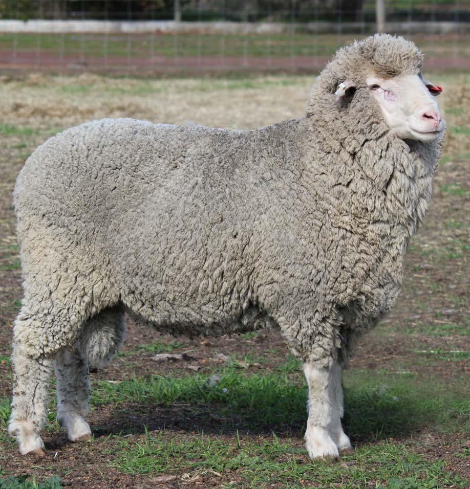WEBSITES www.wool.com/flystrikelatest www.flyboss.com.au www.makingmorefromsheep.com.au www.sheepgenetics.org.au www.awex.com.au GET ADVICE FROM YOUR LOCAL VET, WOOL BROKER & RAM BREEDER This publication should only be used as a general aid and is not a substitute for specific advice.