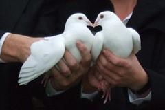 White Dove Release.
