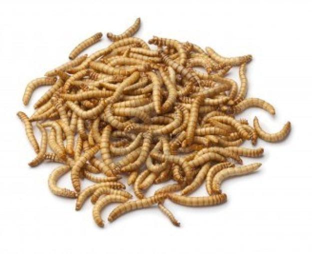 The mealworm is NOT a worm. It is the larval stage, or grub, of the yellow mealworm beetle, also called the darkling beetle.