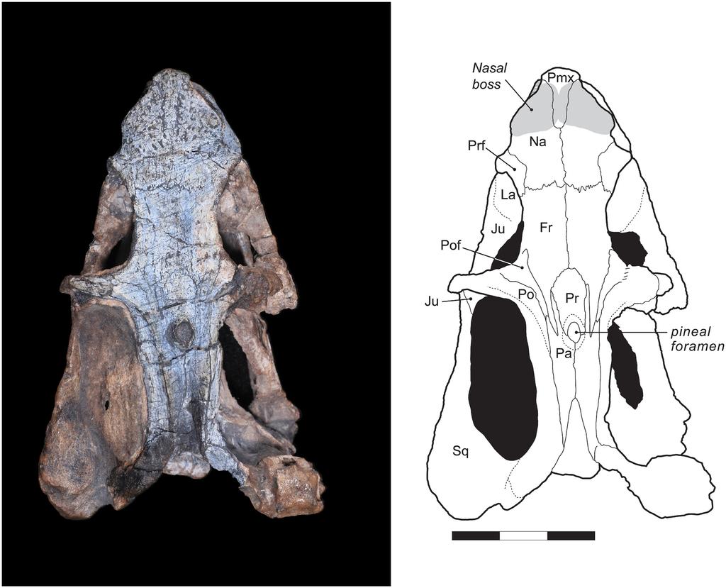 Fig 2. Rastodon procurvidens in dorsal view. Photograph (left) and interpretative drawing (right).