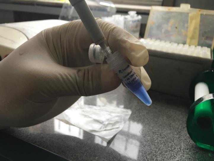 2. Mix by pipette 5 μl of sample