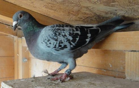 Our winner, a blue pied hen, is a first cross bred from a great grandson of M&D Evans' Eisenhower and a hen bred from a pair of Van Reets we acquired from Lee Birrell of Kingswood in Bristol who now