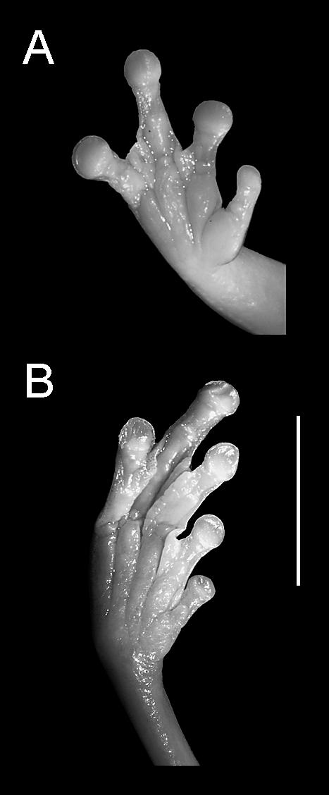 1 mm with dial calipers and a stereomicroscope fitted with an ocular micrometer: SVL (snout-vent length), TL (tibia length), HW (head width at tympanum), HL (head length, from tip of snout to