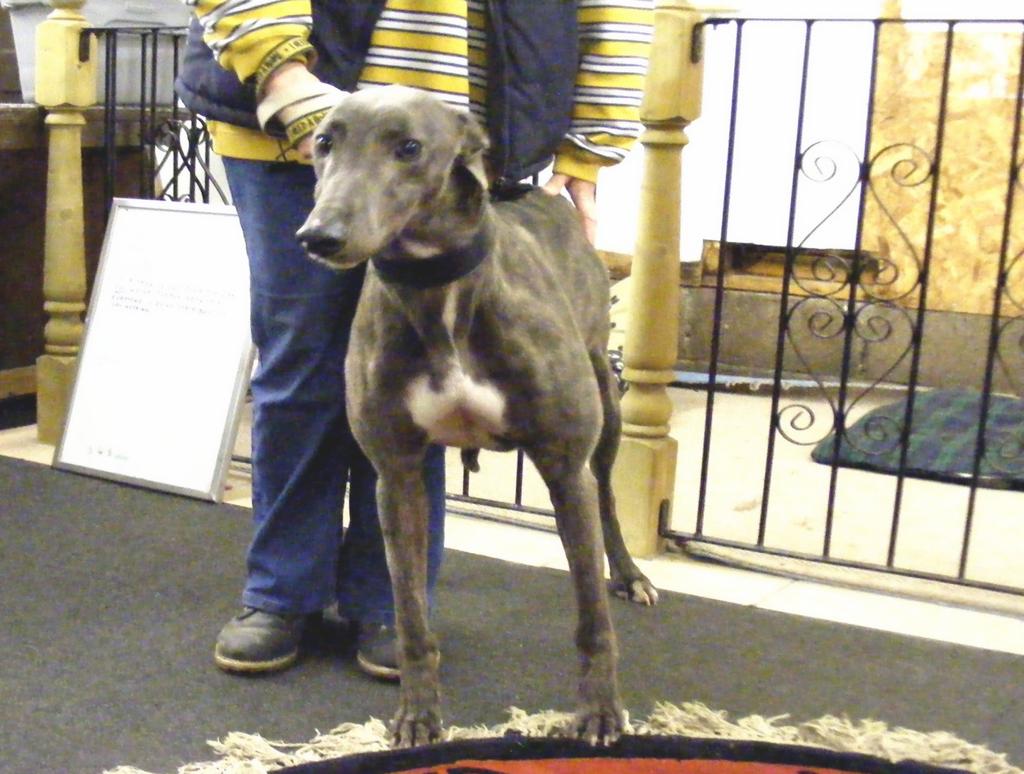 has the most unusual coloured blue brindle markings. He is the brother of Gismo a bitch also in our kennels. He adores human company, Walks well on the lead.