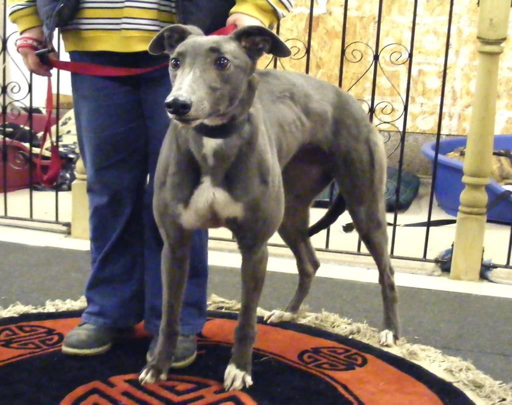 is a wee blue girl. She gets on well with people and is easy to walk on a lead.