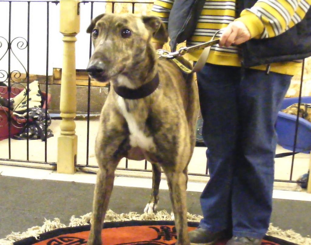 is a beautiful dark brindle boy with an absolutely gorgeous face. He walks well and is extremely friendly. He loves people, travels well in their car.