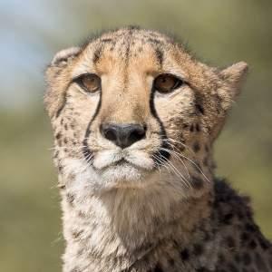 Cheetah Conservation Fund CHEETAH Acinonyx jubatus Weight: 75 120 pounds Height: 70 85 cm Body Length: 110 140 cm Tail Length: 65