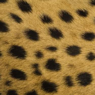 International Cheetah Day Cheetah Facts Spotted Skin The cheetah s fur is covered in solid black spots, and so is their skin! The black fur actually grows out of the black spots on their skin.
