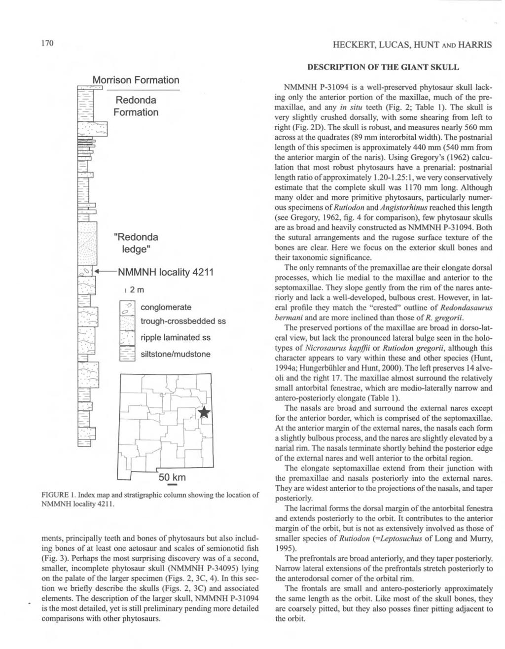170 ~;;:M50rrison Formation Redonda Formation "Redonda ledge" " - NMMNH locality 4211, 2m o '" conglomerate trough-crossbedded 55 ripple laminated 55 siltstone/mudstone FIGURE 1.