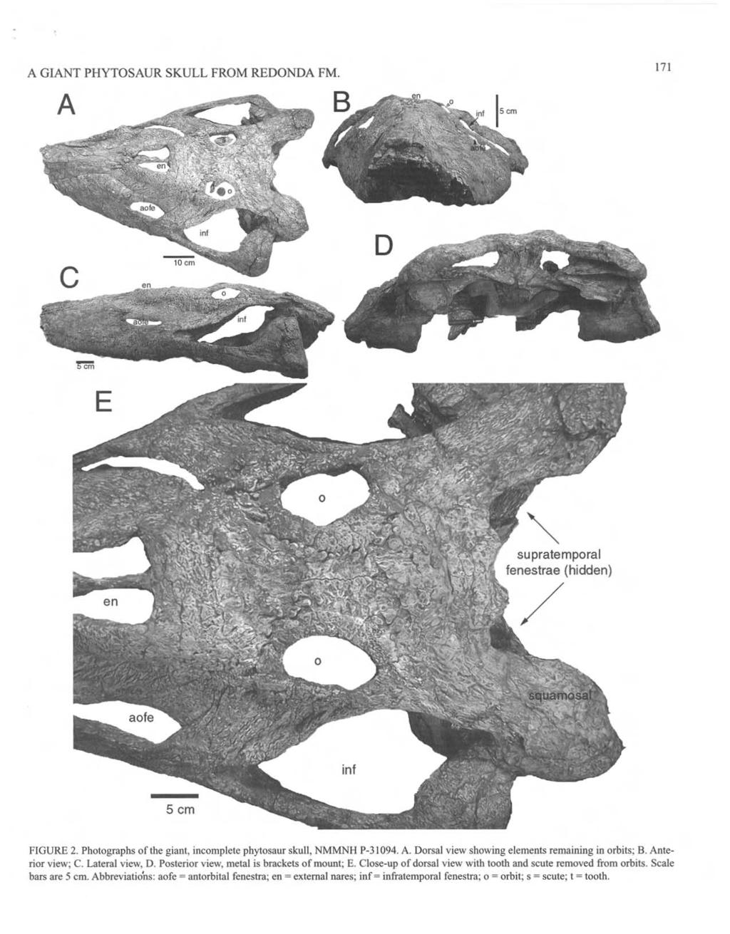 A GIANT PHYTOSAUR SKULL FROM REDONDA FM. A 171 E supratemporal fenestrae (hidden) / Scm FIGU RE 2. Photographs oflhe gianl. incomplete phytosaur skull, NMMNH P-31094. A. Dorsal view showing elements remaining in orbits; B.