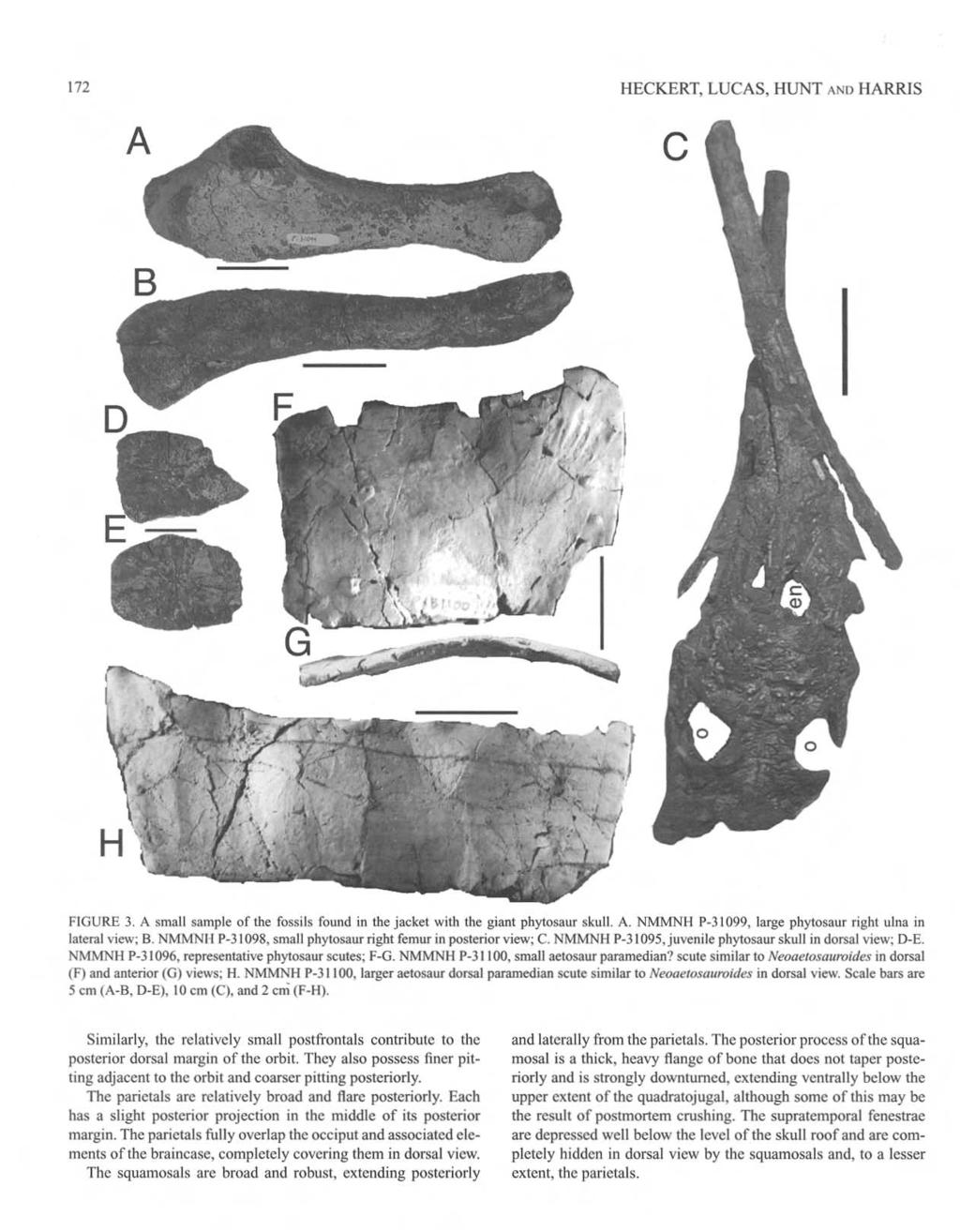 172 HECKERT, LUCAS, HUNT ANI) HARRlS A c,-- a FIGURE 3. A small sample of the fossi ls found in the jacket with the giant phytosaur skull. A. NMMNH P-] 1099, large phylosaur right ulna in lateral view; B.