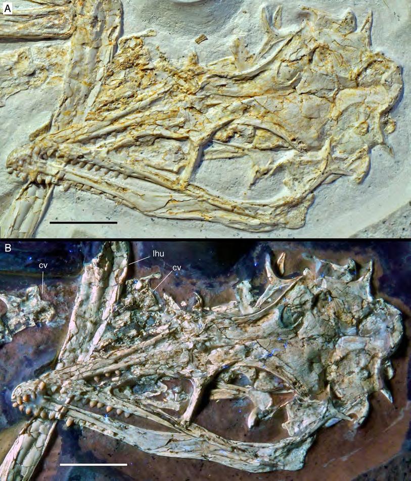Figure 6 The skull and mandibles of the 12th specimen of Archaeopteryx. Skull and mandibles of the 12th specimen of Archaeopteryx, under normal light (A) and UV light (B).