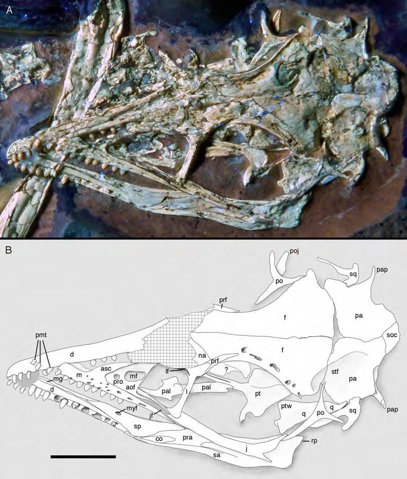 Figure 7 Morphology of the skull and mandibles of the 12th specimen of Archaeopteryx. (A) Photograph under UV light. (B) Explanatory drawing.