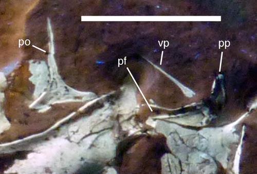 Figure 11 Details of right postorbital and squamosal of the 12th specimen of Archaeopteryx. Photograph under UV light.