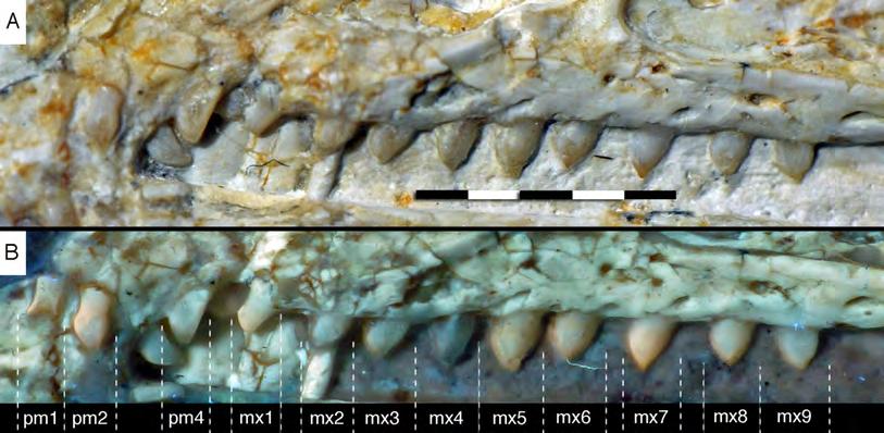 Figure 14 Dentition of the upper jaw of the 12th specimen of Archaeopteryx. (A) Photograph under normal light. (B) Photograph under UV light.