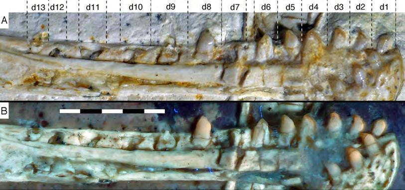 Figure 15 Dentition of the lower jaw of the 12th specimen of Archaeopteryx. (A) Photograph under normal light. (B) Photograph under UV light.