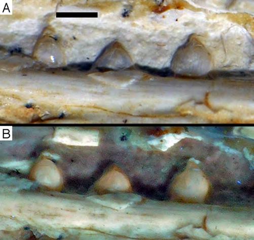 Figure 16 Preserved teeth in the posterior portion of the right lower jaw of the 12th specimen of Archaeopteryx. (A) Photograph under normal light. (B) Photograph under UV light. Full-size DOI: 10.