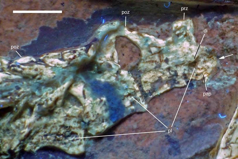 Figure 17 Preserved last cervical and first dorsal vertebrae of the 12th specimen of Archaeopteryx. Photograph under UV light.