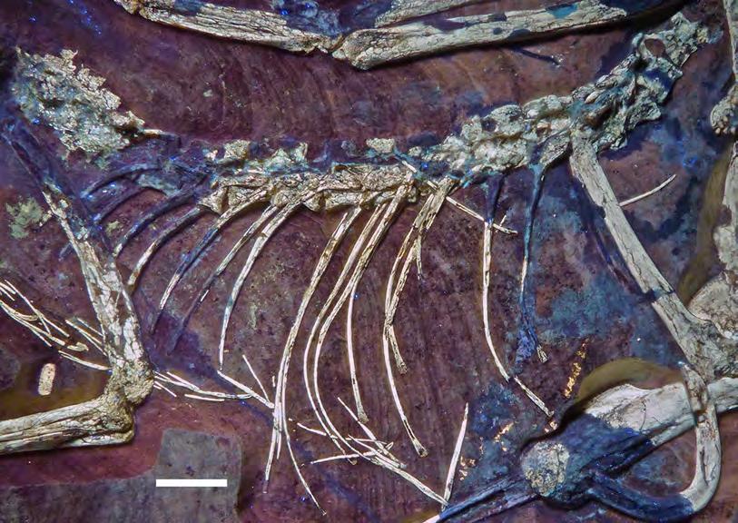 Figure 18 Articulated dorsal vertebral column of the 12th specimen of Archaeopteryx, including dorsal ribs and gastralia. Photograph under UV light. Scale bar is 10 mm. Full-size DOI: 10.7717/peerj.
