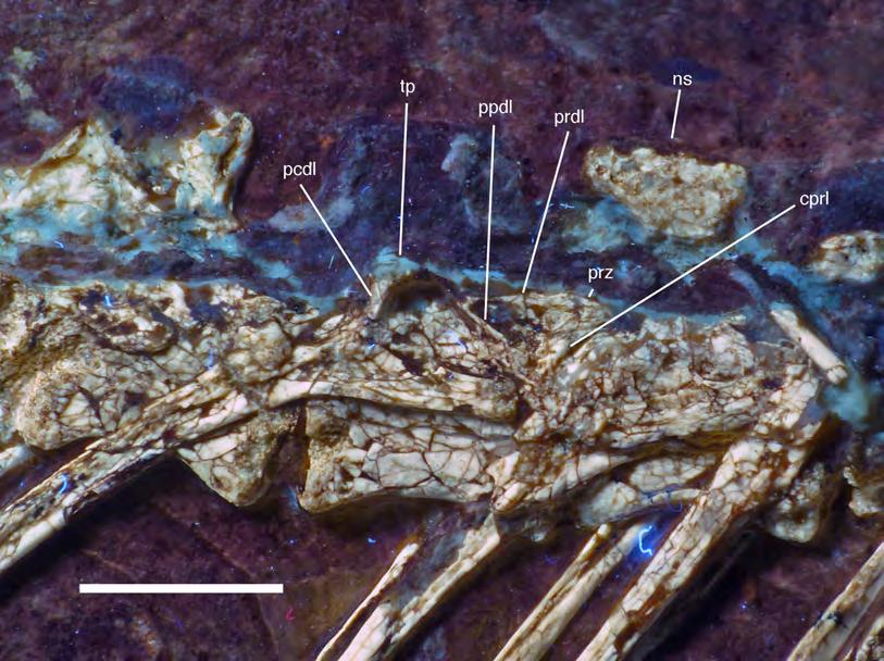 Figure 19 Dorsal vertebrae seven to nine of the 12th specimen of Archaeopteryx. Photograph under UV light.