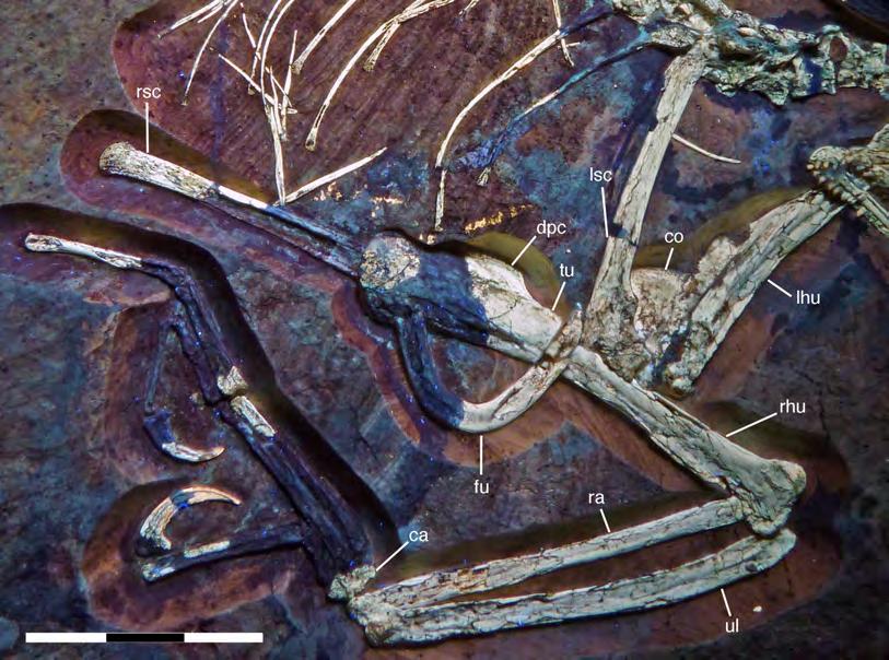 Scale bar is 30 mm. Full-size DOI: 10.7717/peerj.4191/fig-22 Figure 23 Left scapulocoracoid of the 12th specimen of Archaeopteryx.