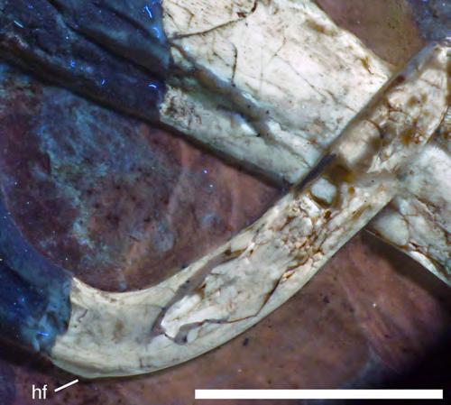 Figure 24 Preserved left ramus of the furcula of the 12th specimen of Archaeopteryx. Photograph under UV light. hf, hypocleidal flange. Scale bar is 10 mm. Full-size DOI: 10.7717/peerj.