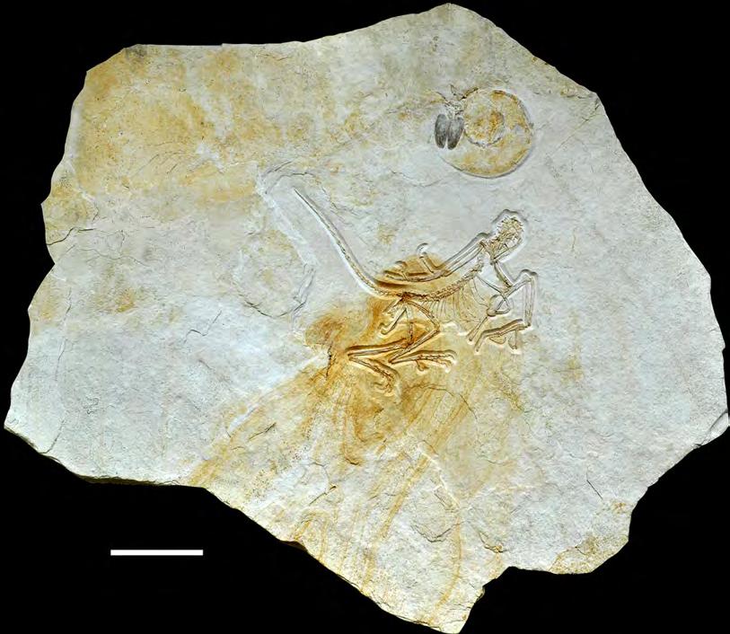 Figure 2 Complete slab of the 12th Archaeopteryx, with ammonite, probably Neochetoceras bous, preserved on the same slab. Scale bar is 10 cm. Full-size DOI: 10.7717/peerj.